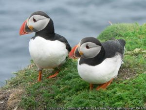 Sumburgh Head puffins by Liz Gray - geograph.org.uk, 3154778